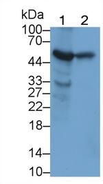 GPT Antibody in Western Blot (WB)