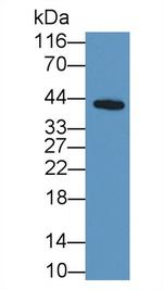 ORM1 Antibody in Western Blot (WB)