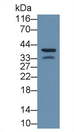 ORM1 Antibody in Western Blot (WB)