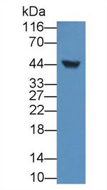 ORM1 Antibody in Western Blot (WB)