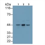 AZGP1 Monoclonal Antibody (C5)
