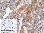 Amphiregulin Antibody in Immunohistochemistry (Paraffin) (IHC (P))
