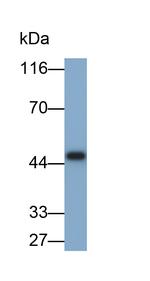 Amphiregulin Antibody in Western Blot (WB)