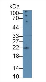 Amphiregulin Antibody in Western Blot (WB)