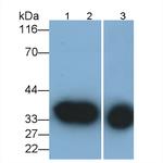 Annexin A1 Monoclonal Antibody (2#)