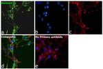 Annexin V Monoclonal Antibody (C13)