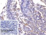 Annexin V Antibody in Immunohistochemistry (Paraffin) (IHC (P))