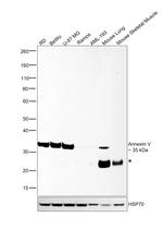 Annexin V Antibody