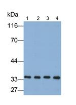 Annexin V Antibody in Western Blot (WB)