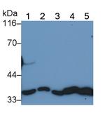 Annexin V Antibody in Western Blot (WB)