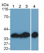 Annexin V Antibody in Western Blot (WB)