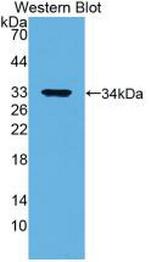 Annexin V Antibody in Western Blot (WB)