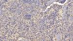Antithrombin Antibody in Immunohistochemistry (Paraffin) (IHC (P))