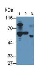 Antithrombin Antibody in Western Blot (WB)