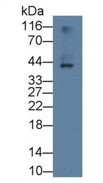 APOL2 Antibody in Western Blot (WB)