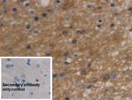 Aquaporin 4 Antibody in Immunohistochemistry (Paraffin) (IHC (P))