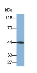 Aquaporin 4 Antibody in Western Blot (WB)