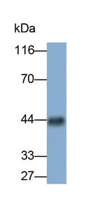 Aquaporin 4 Antibody in Western Blot (WB)
