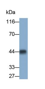 Aquaporin 4 Antibody in Western Blot (WB)