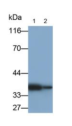 Aquaporin 4 Antibody in Western Blot (WB)