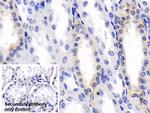 BMP3 Antibody in Immunohistochemistry (Paraffin) (IHC (P))
