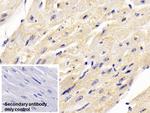 BMP3 Antibody in Immunohistochemistry (Paraffin) (IHC (P))
