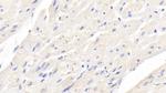 BMP3 Antibody in Immunohistochemistry (Paraffin) (IHC (P))