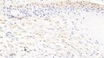 Carbonic Anhydrase IV Antibody in Immunohistochemistry (Paraffin) (IHC (P))
