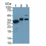 Carbonic Anhydrase IV Antibody in Western Blot (WB)
