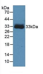 Carbonic Anhydrase IV Antibody in Western Blot (WB)