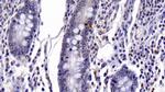 Caspase 6 Antibody in Immunohistochemistry (Paraffin) (IHC (P))
