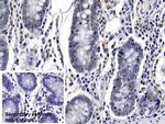 Caspase 6 Antibody in Immunohistochemistry (Paraffin) (IHC (P))