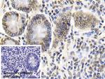 Caspase 6 Antibody in Immunohistochemistry (Paraffin) (IHC (P))