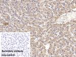 Ceruloplasmin Monoclonal Antibody (C1)