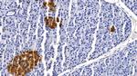 Apolipoprotein J Antibody in Immunohistochemistry (Paraffin) (IHC (P))
