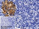 Apolipoprotein J Antibody in Immunohistochemistry (Paraffin) (IHC (P))