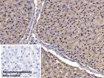 Apolipoprotein J Antibody in Immunohistochemistry (Paraffin) (IHC (P))