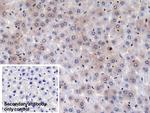 Prothrombin Antibody in Immunohistochemistry (Paraffin) (IHC (P))