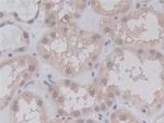 Cyclophilin A Antibody in Immunohistochemistry (Paraffin) (IHC (P))