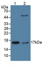 Cyclophilin A Antibody in Western Blot (WB)