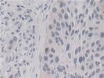 Cyclophilin A Monoclonal Antibody (C1)