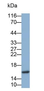 Cystatin 2 Monoclonal Antibody (C1)