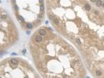 Cystatin C Antibody in Immunohistochemistry (Paraffin) (IHC (P))