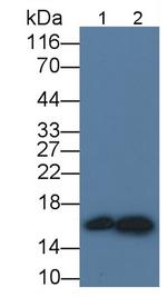 Cystatin C Antibody in Western Blot (WB)
