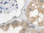 Cystatin C Antibody in Immunohistochemistry (Paraffin) (IHC (P))