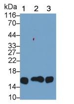 Cystatin C Antibody in Western Blot (WB)