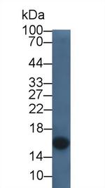 Cystatin C Antibody in Western Blot (WB)