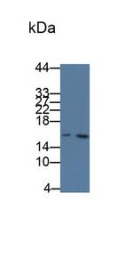 Cystatin C Monoclonal Antibody (C9)