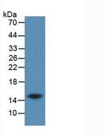 Cystatin C Antibody in Western Blot (WB)