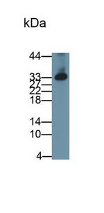 DKK1 Monoclonal Antibody (C5)